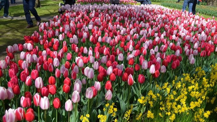 Möt våren i ett blomstrande Holland!