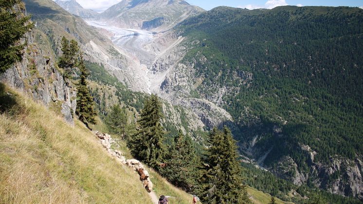 Alpabzug Schafe Belap / Fletsch Gletscher