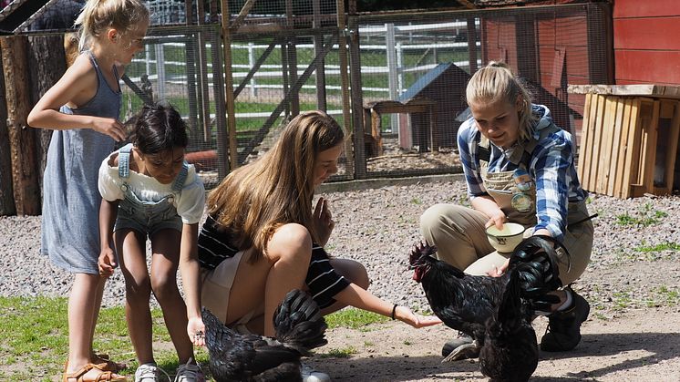 Äventyrare matar höns tillsammans med barn i Skånes Djurpark