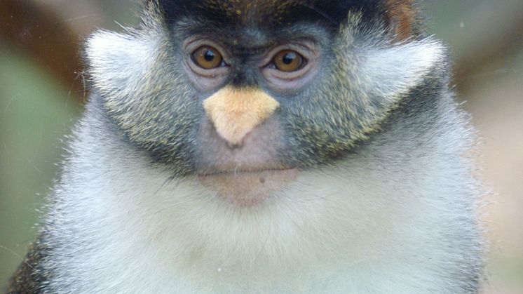 Cercopithecus ascanius