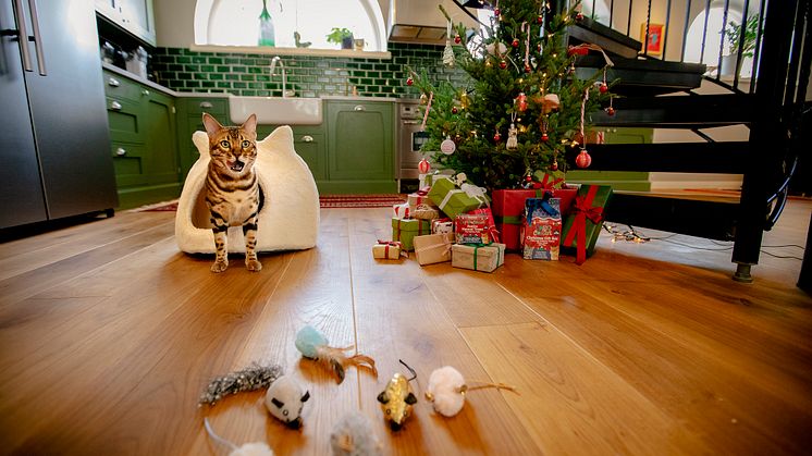 Katt i hule