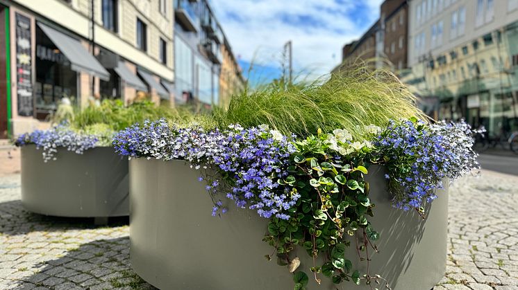 Sommarblommor i Karlstad.jpg