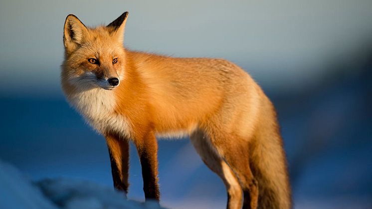 Nicht Fuchs, sondern KV-Fux: Mit dem Vergleichsportal für Krankenvollversicherungen kooperiert die SIGNAL IDUNA Krankenversicherung . (Foto: Ray Hennessy auf Unsplash)