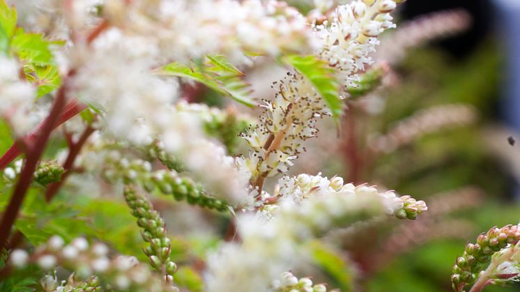 Koreansk plymspirea