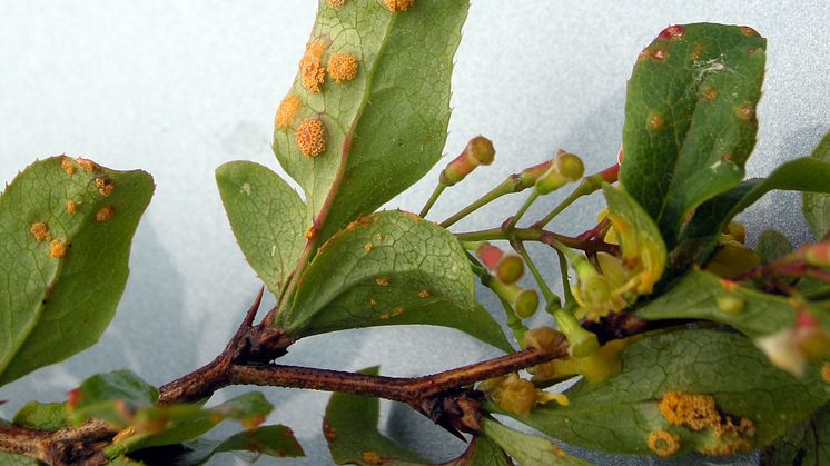 Berberisbuskens återkomst kan bli bekymmer för veteodlingen
