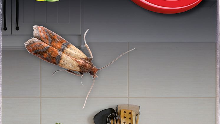 22485_MothCatch Sticky F_F.jpg