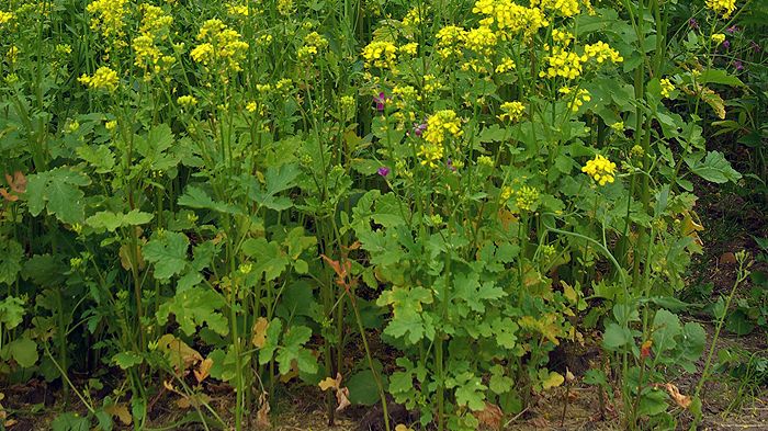 Bekämpning av ärtrotröta med korsblommig fånggröda