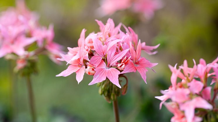 Årets Pelargon 2025 Pelargonium Summer Twist Rose Nära foto annikasnaturligating (1).jpg