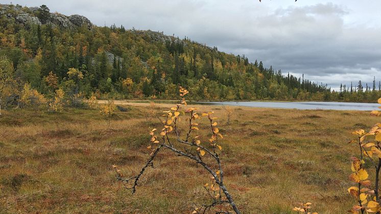 Höstbild över Ruttjärn