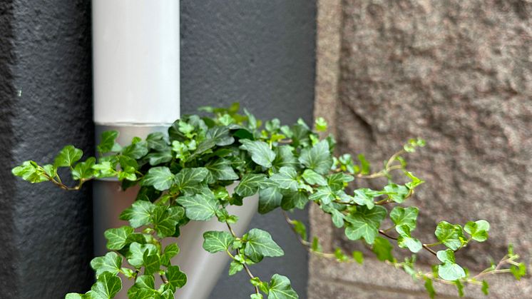 Plannjas odlingssvep för stuprör