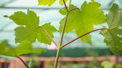 Trees of Hope sapling.jpg