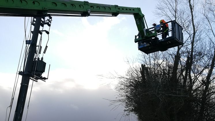 Um weitere Stromausfälle zu vermeiden, hat SH Netz den entsprechenden Baum kurzfristig zurückschneiden lassen.