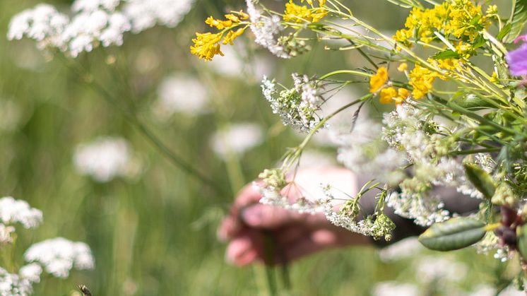 Midsommar-0288_Hero