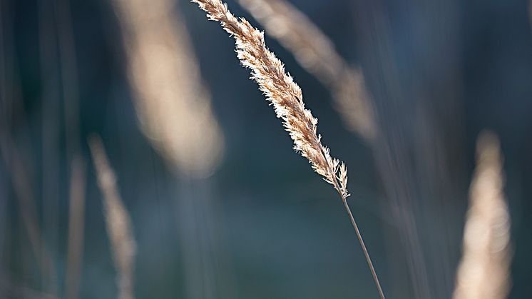 Scandinavian Sense 17