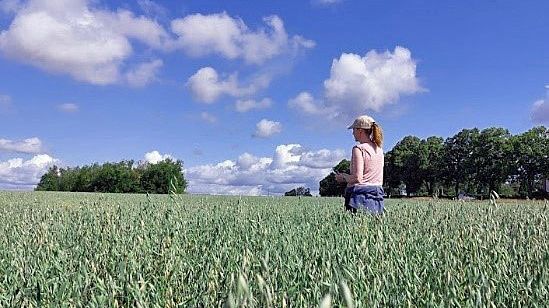 I Sverige besiktigas totalt ca 65 000 hektar utsäde. Alla utsädesodlingar besöks för att kontrollera att utsädet inte bär på sjukdomar och att svåra ogräs inte sprids. Foto: Jordbruksverket
