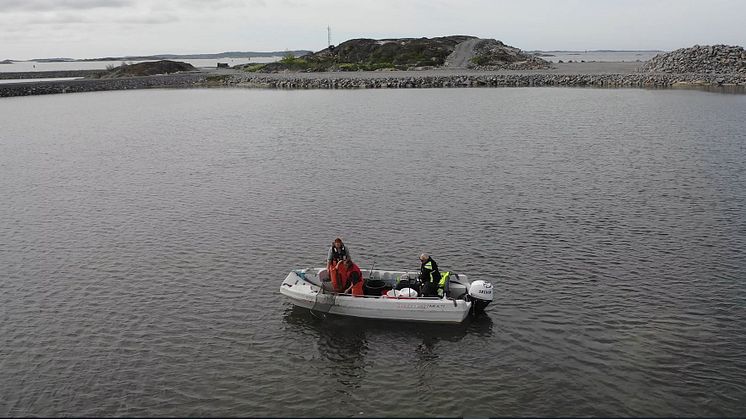 I den invallade viken i Göteborgs hamn togs över 150 ålar om hand i ryssjor för att släppas ut på öppet vatten. Bild: Göteborgs Hamn AB.