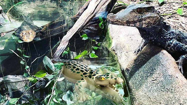 Vom 07. – 26. Juli 2020 laden PLAYMOBIL und der Reptilienzoo Forchtenstein zum großen Zoo-Quiz ein
