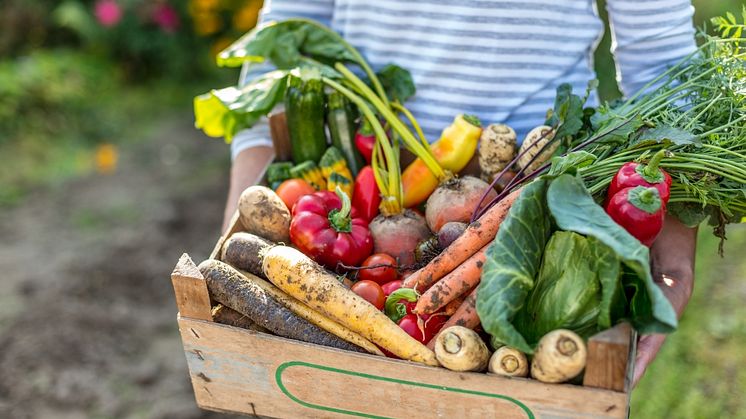 11_Vegetable harvest_box_Neudorff.jpg