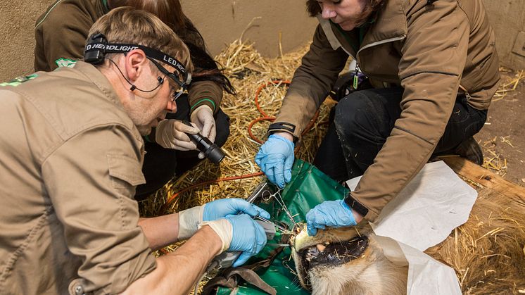 350 djurparksveterinärer samlas på Kolmården