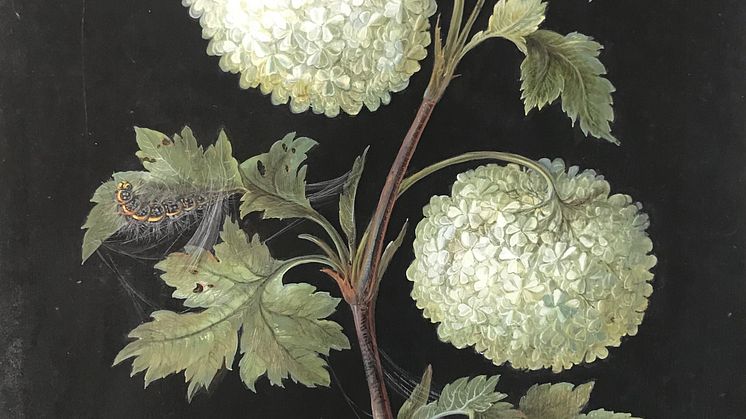 Barbara Regina Dietzsch, Skogsolvon (Viburnum opulus) med Eldsnabbvinge och spinnarlarv, odaterad. Inv.-Nr. Norica285, Germanisches Nationalmuseum, Nürnberg. Leihgabe Museen der Stadt Nürnberg, Kunstsammlungen