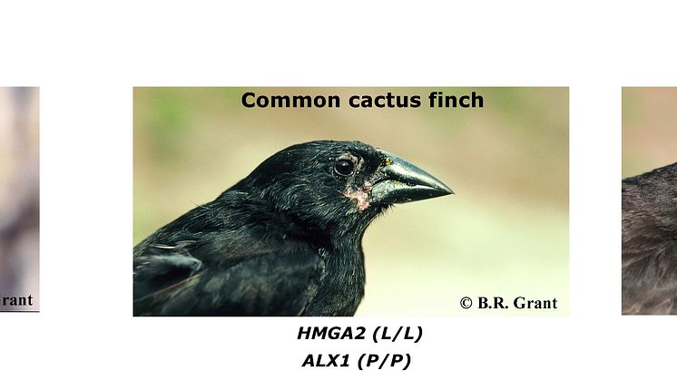 Figure 3. Diversification of beak morphology 