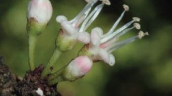 Pycnandra poindimiensis, ny art av tuggummiväxt