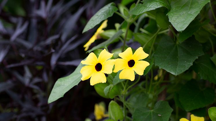 Årets Sommarblomma 2023 Thunbergia alata Svartöga foto annikasnaturligating (5)