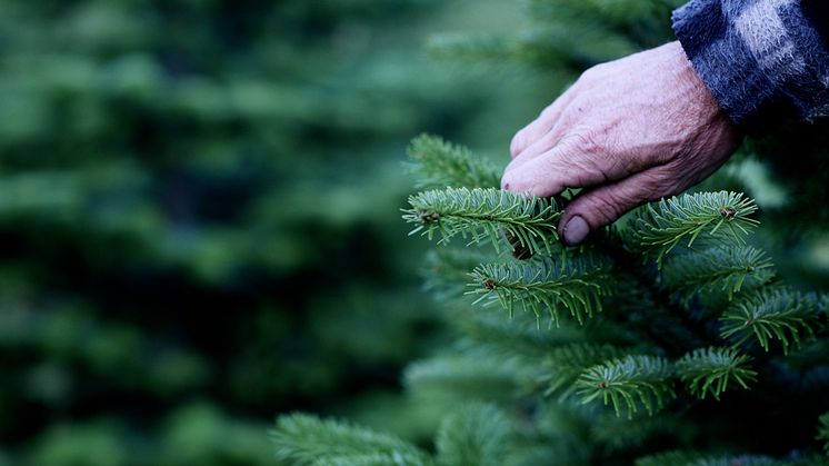 De ekologiska granarna kommer från Smålandsgran AB