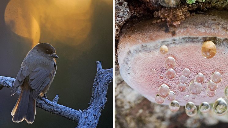 Lavskrika och rosenticka är arter som skulle gynnas tydligt av en skogsskötsel inriktad på att bygga upp skogens gröna infrastruktur. Foto: Thomas Jågas respektive Michael Krikorev