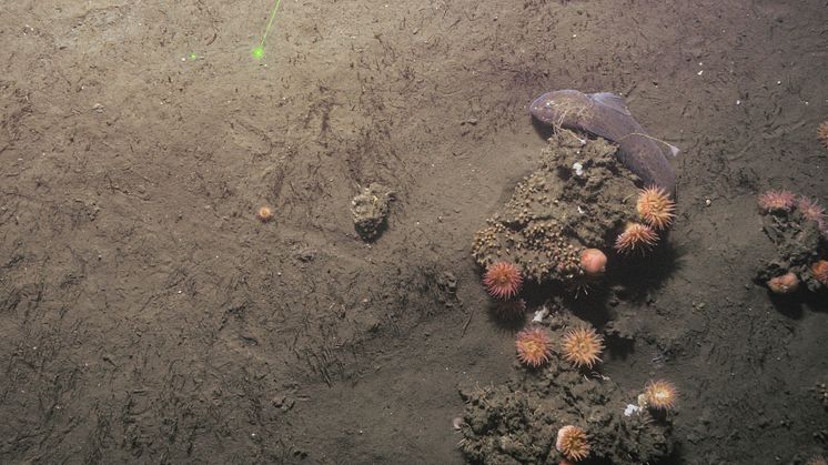 figure 7d cold seeps
