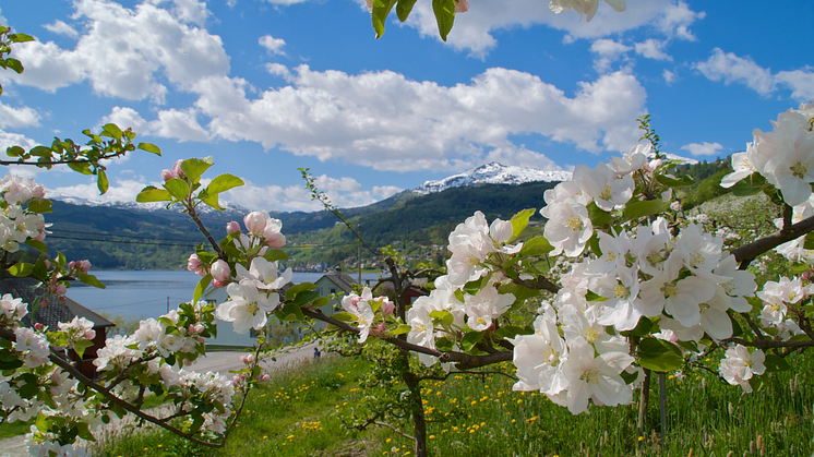 Fruit blossoming in Hardangerfjord. Photo: Øyvind Heen/fjords.com