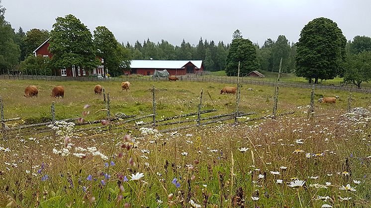 Pressinbjudan: Fältvandring om hö från slåtterängar