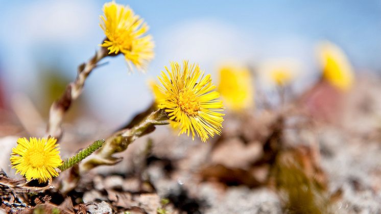 tussilago_Gert_Olsson-960.jpg