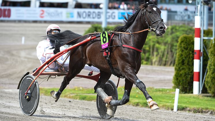 Fransk stjärna klar för Elitloppet Benders