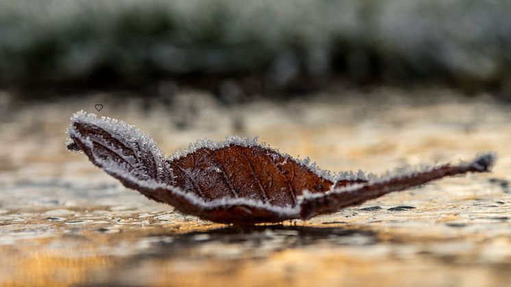 Externt ukraina 1000 x 500 px.jpg