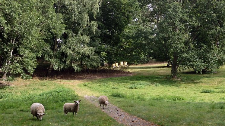 Kungliga bikupor och får vid Haga Slott