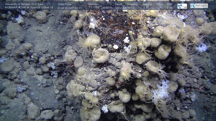 Fossilerade steroider visar att det fanns svampdjur, som tillhör djurriket, i marina miljöer åtminstone 100 miljoner år före den kambriska explosionen som gav upphov till en mångfald av djurarter och organismer.  Foto: HT Rapp/SponGES