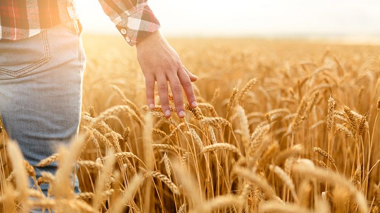 Fuldkornspartnerskabet træder ind i Advisory Board for The Fortified Whole Grain Alliance