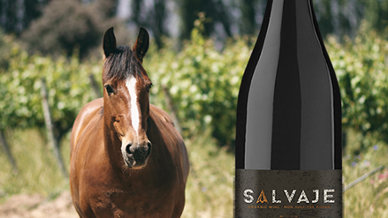 Salvaje – Chilenskt naturvin äntligen i Sverige