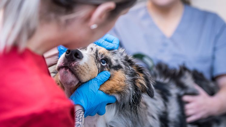 Sveland Djurförsäkringar hoppas att Distriktsveterinärernas offentliga prislista ska inspirera fler veterinärbolag att göra samma sak. Foto: Distriktsveterinärerna/Jordbruksverket