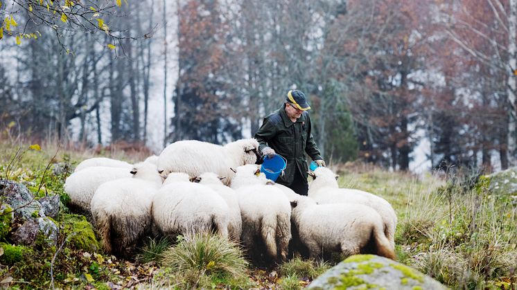 Under de senaste 5 åren har antalet jordbruksföretag med får förändrats ganska lite. Däremot har antalet djur per företag minskat, främst till följd av att de som har får har färre lamm. Foto: Anna Kern, Scandinav.