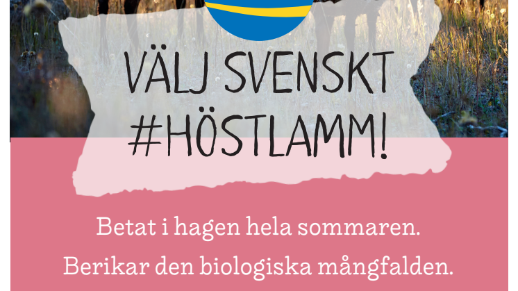 ​Kampanj #Höstlamm 2019, tre original för butik med skärmärken