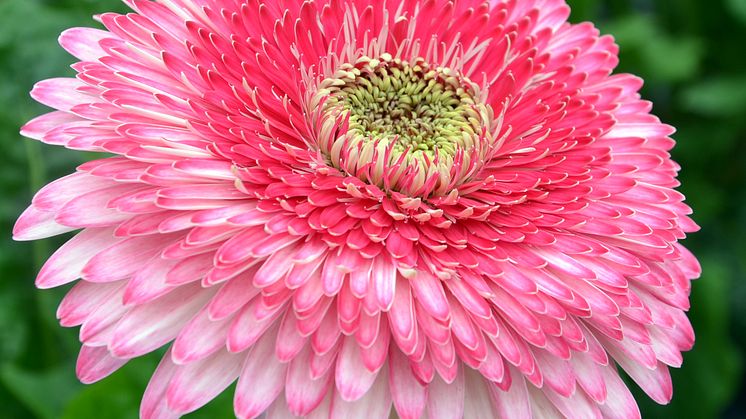 Patio Gerbera