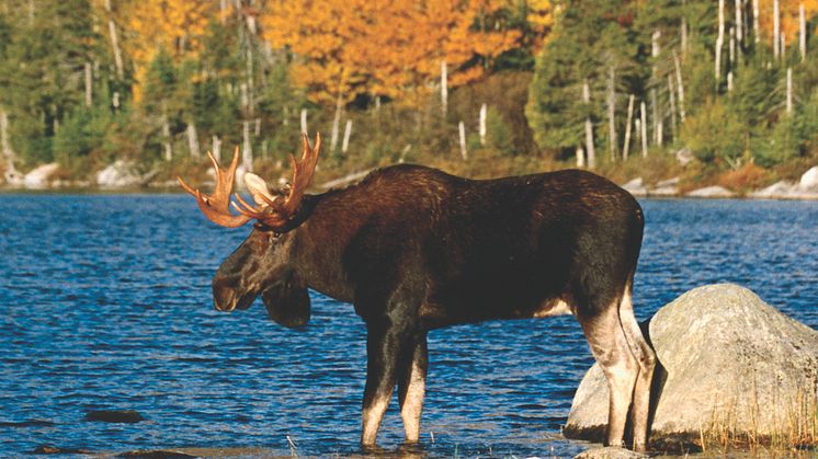Natur & Großstadtflair: Mit Scandlines die herbstliche Öresundregion in Schweden entdecken