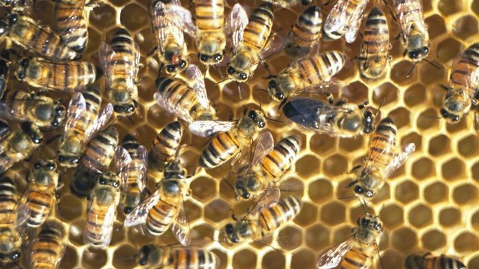 Cape bees