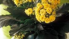 Blomsterfrämjandet har fått ”Pippi på påsk”