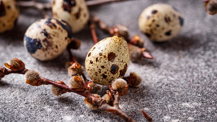 quail-eggs-on-grey-background-2021-08-30-02-14-56-utc