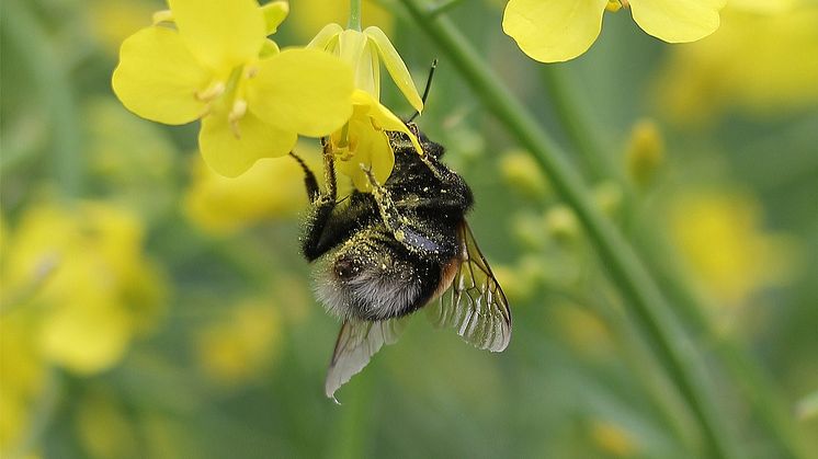  Lantbrukare, såväl som amatörodlare, vill ha en så stor skörd som möjligt. Då behöver man både gynna nyttodjur, som vilda pollinerare, och kontrollera skadeinsekterna, säger Gunilla Ideström, expert på biologisk mångfald. Foto: Louis Vimarlund