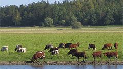 Svenska kor ges för mycket fosfor