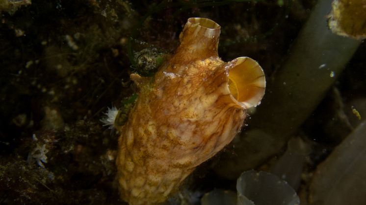 Styela clava 2 foto Martin.Stjernstedt Havets Hus